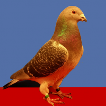 Champion_Old_Flying_Pigeon