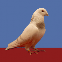 Champion_Young_Flying_Pigeon