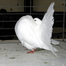 Reserve Champion Fancy Pigeon: Fantail YH #689 owned by Rocky Coslovich