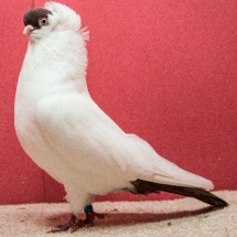 Grand Champion Fancy Pigeon - Ernie Silveri