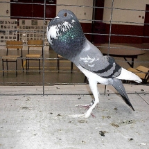 Super Grand Champion Fancy Pigeon: PIgmy Pouter OH #880 owned by George Van Vliet