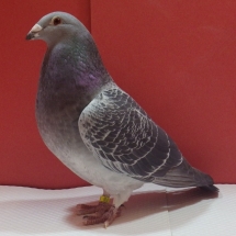 Res Champion Old Flying Pigeon - Ken Chatwin