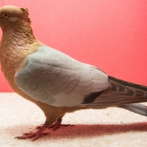 Res Champion Rare Pigeon - Marianne Harangozo