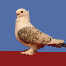 Res_Champion_Old_Fancy_Pigeon_