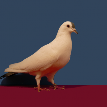 Res_Champion_Rare_Pigeon