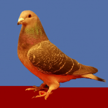 Res_Champion_Young_Flying_Pigeon