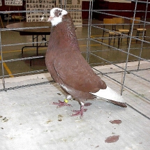 Champion Pigeon by a Junior: American Roller YC #420 owned by Austin Johansen