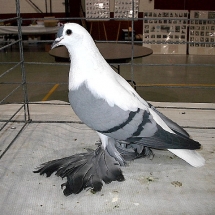 Reserve Grand Champion Fancy Pigeon: Fairy Swallow OC #211 owned by John Taupert