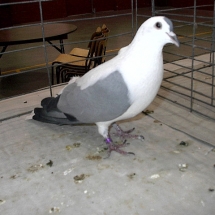 Champion Rare Pigeon: Thuringer Wing Pigeon OC #550 owned by John Taupert