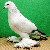 ice-pigeon-15