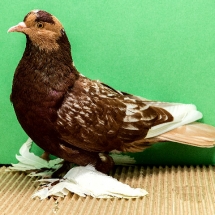 saxon-field-pigeon-238