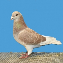 champion-flying-pigeon-by-a-junior