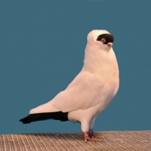 champion-old-fancy-pigeon