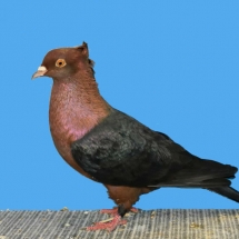 champion-rare-pigeon