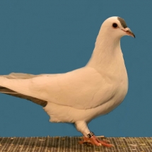 champion-rare-pigeon-by-a-junior