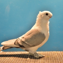 CHAMPION FANCY PIGEON BY A JR