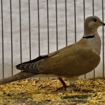 CHAMPION RING NECK DOVE