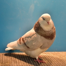 CHAMPION YOUNG FANCY PIGEON