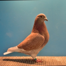 GRAND CHAMPION FLYING PIGEON