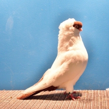 RES. CHAMPION OLD FANCY PIGEON