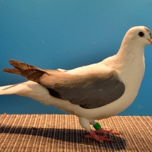 THURINGER WING PIGEON