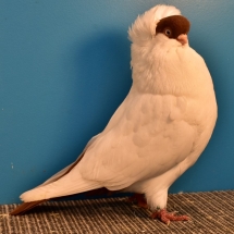 Champion Old Fancy Pigeon