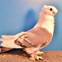 Champion Pigeon by a Jr