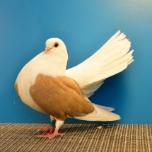 Champion Rare Pigeon