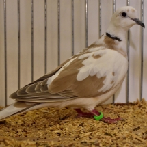 Champion Ring Neck Dove