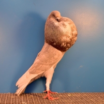 Champion Young Fancy Pigeon