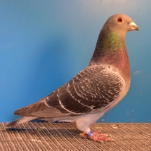 Champion Young Flying Pigeon