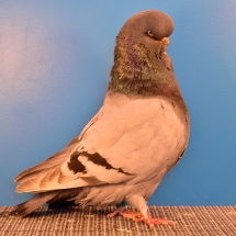 Res. Champion Old Fancy Pigeon