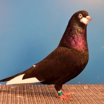 Res. Champion Old Flying Pigeon