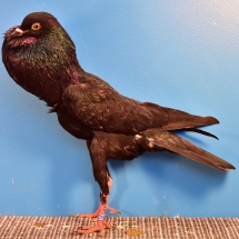 Reserve Champion Fancy Pigeon by a Jr