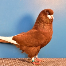 Reserve Champion Young Fancy Pigeon