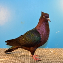 Reserve Rare Pigeon