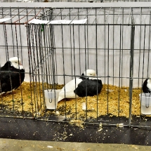 Western Canadian National Show. (show and banquet Nov. 2,3 2019) (45).nxd