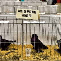 Western Canadian National Show. (show and banquet Nov. 2,3 2019) (7).nxd