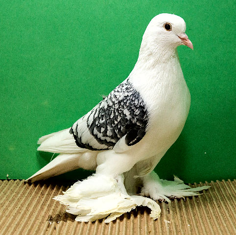 The Vancouver Poultry & Fancy Pigeon Association - Winter Show Report 2013